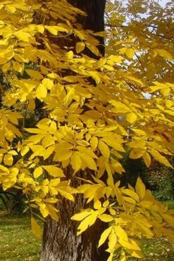 Hardy Pecan Tree (Carya Illinoinensis) - 3 Gallon Pot -Garden Plants carya illinionensis hardy pecan fall leaf color 4