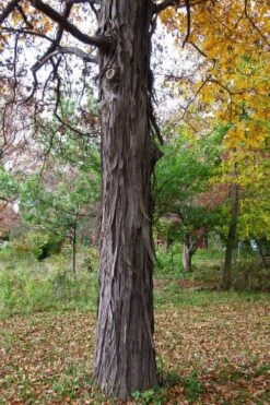 Shagbark Hickory Tree (Carya Ovata) - 3 Gallon Pot 17 Shagbark Hickory Tree (Carya Ovata) - 3 Gallon Pot -Garden Plants carya ovata shagbark hickory tree 1