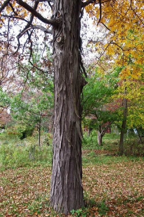Shagbark Hickory Tree (Carya Ovata) - 3 Gallon Pot 9 Shagbark Hickory Tree (Carya Ovata) - 3 Gallon Pot - Image 7