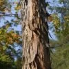 Shagbark Hickory Tree (Carya Ovata) - 3 Gallon Pot 1 Shagbark Hickory Tree (Carya Ovata) - 3 Gallon Pot -Garden Plants carya ovata shagbark hickory tree bark 1