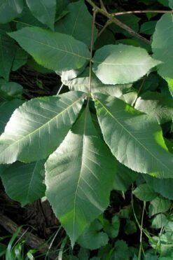 Shagbark Hickory Tree (Carya Ovata) - 3 Gallon Pot 16 Shagbark Hickory Tree (Carya Ovata) - 3 Gallon Pot -Garden Plants carya ovata shagbark hickory tree leaves 3