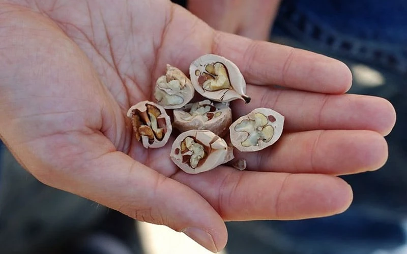 Shagbark Hickory Tree (Carya Ovata) - 3 Gallon Pot 7 Shagbark Hickory Tree (Carya Ovata) - 3 Gallon Pot - Image 5