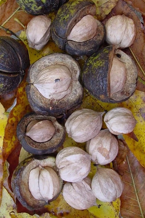 Shagbark Hickory Tree (Carya Ovata) - 3 Gallon Pot 10 Shagbark Hickory Tree (Carya Ovata) - 3 Gallon Pot - Image 8