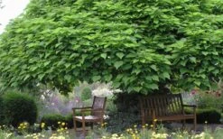 Southern Catalpa Tree - 3 Gallon Pot -Garden Plants catalpa bignonioides catawba tree 3