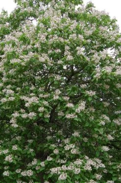 Southern Catalpa Tree - 3 Gallon Pot -Garden Plants catalpa bignonioides catawba tree 4