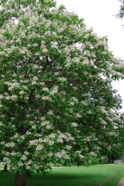 Southern Catalpa Tree - 3 Gallon Pot -Garden Plants catalpa bignonioides catawba tree 5