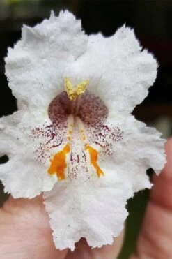 Southern Catalpa Tree - 3 Gallon Pot -Garden Plants catalpa bignonioides catawba tree 7