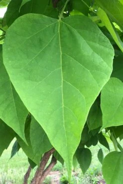Southern Catalpa Tree - 3 Gallon Pot -Garden Plants catalpa bignonioides southern catawba tree 8