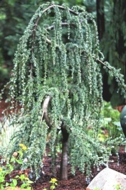 Serpentine Weeping Blue Atlas Cedar - 3 Gallon Pot -Garden Plants ceadr blue atlas serpentine 1