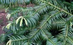 Fortune's Plum Yew Tree (Cephalotaxus Fortunei) - 3 Gallon Pot -Garden Plants cephalotaxus fortunei fortunes plum yew tree 2