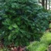 Fortune's Plum Yew Tree (Cephalotaxus Fortunei) - 3 Gallon Pot