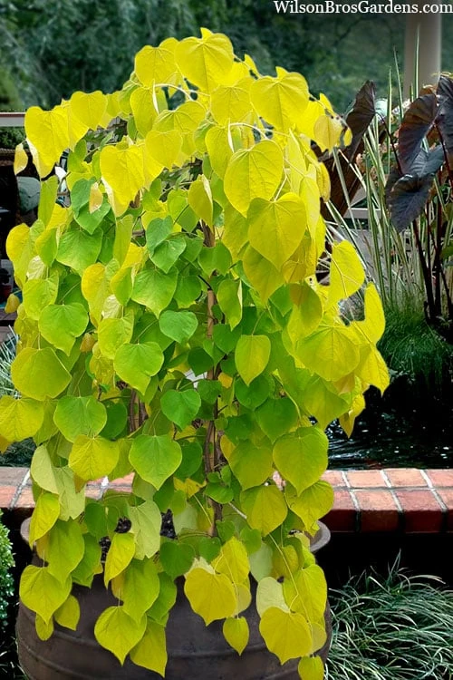 Golden Falls Weeping Redbud Tree - 3 Gallon Pot (2-3') 3 Golden Falls Weeping Redbud Tree - 3 Gallon Pot (2-3')