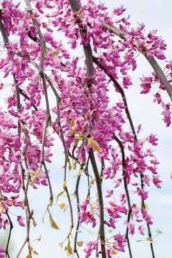 Golden Falls Weeping Redbud Tree - 3 Gallon Pot (2-3') 13 Golden Falls Weeping Redbud Tree - 3 Gallon Pot (2-3') -Garden Plants cercis canadensis golden falls weeping redbud 4