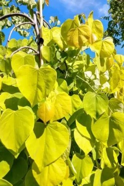 Golden Falls Weeping Redbud Tree - 3 Gallon Pot (2-3') 12 Golden Falls Weeping Redbud Tree - 3 Gallon Pot (2-3') -Garden Plants cercis canadensis golden falls weeping redbud 5