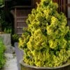 Golden Dwarf Hinoki Cypress - Chamaecyparis Obtusa 'Nana Lutea' - 3 Gallon Pot 2 Golden Dwarf Hinoki Cypress - Chamaecyparis Obtusa 'Nana Lutea' - 3 Gallon Pot -Garden Plants chamaecyparis obtusa nana lutea 102