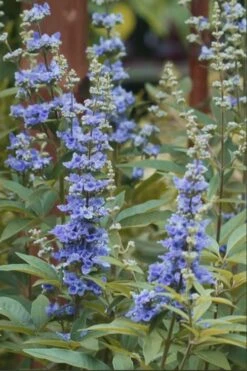 Blue Chaste Tree - Vitex Agnus-castus - 1 Gallon Pot 13 Blue Chaste Tree - Vitex Agnus-castus - 1 Gallon Pot -Garden Plants chaste tree blue 103