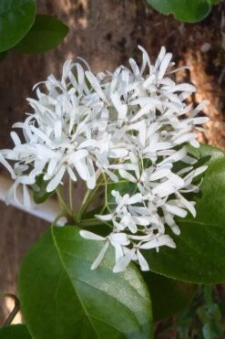Tokyo Tower Chinese Fringe Tree (Chionanthus Retusus) - 7 Gallon Pot (5-6') 13 Tokyo Tower Chinese Fringe Tree (Chionanthus Retusus) - 7 Gallon Pot (5-6') -Garden Plants chionanthus retusus tokyo tower chinese fringe tree 4
