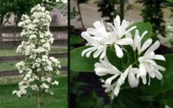 Tokyo Tower Chinese Fringe Tree (Chionanthus Retusus) - 7 Gallon Pot (5-6') 14 Tokyo Tower Chinese Fringe Tree (Chionanthus Retusus) - 7 Gallon Pot (5-6') -Garden Plants chionanthus retusus tokyo tower chinese fringe tree 6