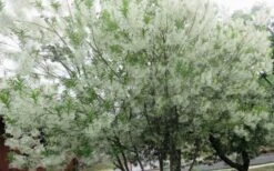 Grancy Graybeard - White Fringe Tree - 3 Gallon Pot -Garden Plants chionanthus virginicus grancy greybeard multi stem tree 4