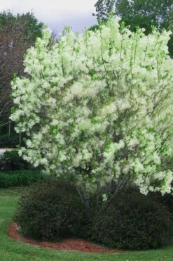Grancy Graybeard - White Fringe Tree - 3 Gallon Pot -Garden Plants chionanthus virginicus grancy greybeard multi stem tree 5