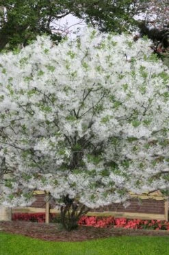 Grancy Graybeard - White Fringe Tree - 3 Gallon Pot -Garden Plants chionanthus virginicus grancy greybeard multi stem tree 6