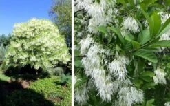 Grancy Graybeard - White Fringe Tree - 7 Gallon Pot (2-3') -Garden Plants chionanthus virginicus grancy greybeard single stem tree 1