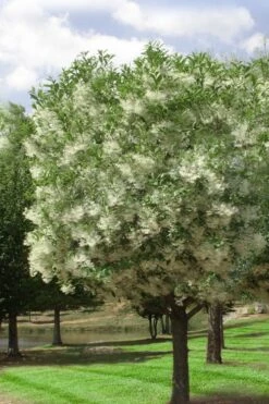 Grancy Graybeard - White Fringe Tree - 7 Gallon Pot (2-3') -Garden Plants chionanthus virginicus grancy greybeard single stem tree 2