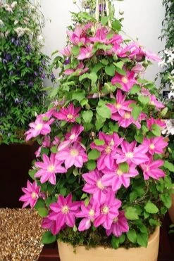 Abilene Clematis - 1 Gallon Pot 12 Abilene Clematis - 1 Gallon Pot -Garden Plants clematis abilene 13