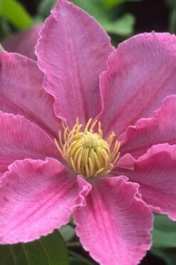 Abilene Clematis - 1 Gallon Pot 13 Abilene Clematis - 1 Gallon Pot -Garden Plants clematis abilene 500x750 1