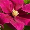 Acropolis Clematis - 1 Gallon Pot 1 Acropolis Clematis - 1 Gallon Pot -Garden Plants clematis acropolis 4