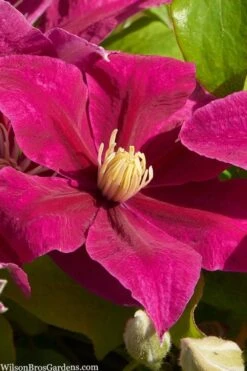 Front Page 21 Acropolis Clematis - 1 Gallon Pot