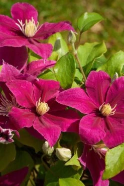 Acropolis Clematis - 1 Gallon Pot -Garden Plants clematis acropolis 5