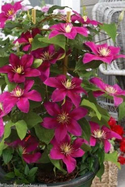 Acropolis Clematis - 1 Gallon Pot -Garden Plants clematis acropolis 7