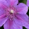 Adam's Courage Clematis - 1 Gallon Pot -Garden Plants clematis adams courage 1