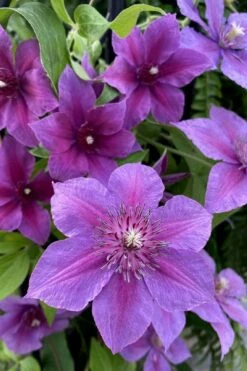 Adam's Courage Clematis - 1 Gallon Pot 9 Adam's Courage Clematis - 1 Gallon Pot -Garden Plants clematis adams courage 2
