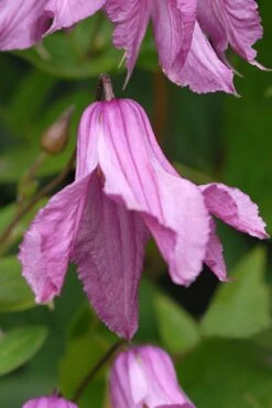Alionushka Clematis - 1 Gallon Pot -Garden Plants clematis alionushka 5