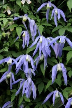 Blue Dancer Clematis - 1 Gallon Pot -Garden Plants clematis alpina blue dancer 3