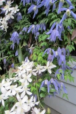 Blue Dancer Clematis - 1 Gallon Pot -Garden Plants clematis alpina blue dancer 5