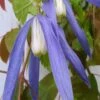 Blue Dancer Clematis - 1 Gallon Pot 1 Blue Dancer Clematis - 1 Gallon Pot -Garden Plants clematis alpina blue dancer 6