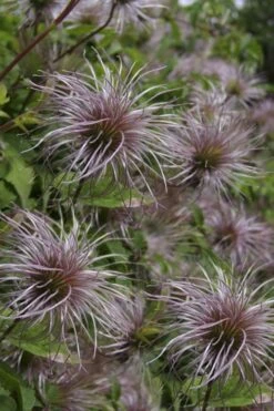 Blue Dancer Clematis - 1 Gallon Pot -Garden Plants clematis alpina blue dancer 8