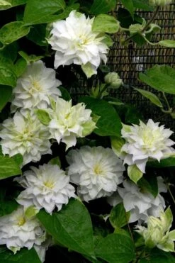 Arctic Queen Clematis - 1 Gallon Pot -Garden Plants clematis arctic queen 12