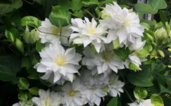 Arctic Queen Clematis - 1 Gallon Pot -Garden Plants clematis arctic queen 5