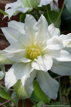 Arctic Queen Clematis - 1 Gallon Pot -Garden Plants clematis arctic queen 8