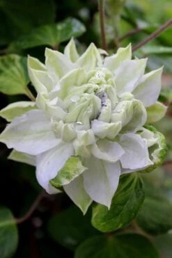 Arctic Queen Clematis - 1 Gallon Pot -Garden Plants clematis arctic queen 9