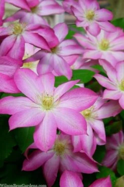 Asao Clematis - 1 Gallon Pot -Garden Plants clematis asao 15