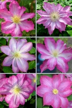 Asao Clematis - 1 Gallon Pot -Garden Plants clematis asao 18