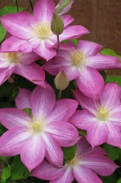 Asao Clematis - 1 Gallon Pot -Garden Plants clematis asao 7