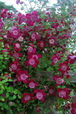 Avant-Garde Clematis - 1 Gallon Pot 12 Avant-Garde Clematis - 1 Gallon Pot -Garden Plants clematis avant garde 11