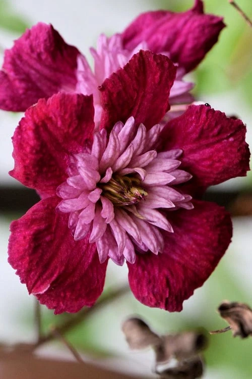 Avant-Garde Clematis - 1 Gallon Pot 3 Avant-Garde Clematis - 1 Gallon Pot