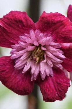 Avant-Garde Clematis - 1 Gallon Pot 13 Avant-Garde Clematis - 1 Gallon Pot -Garden Plants clematis avant garde 4